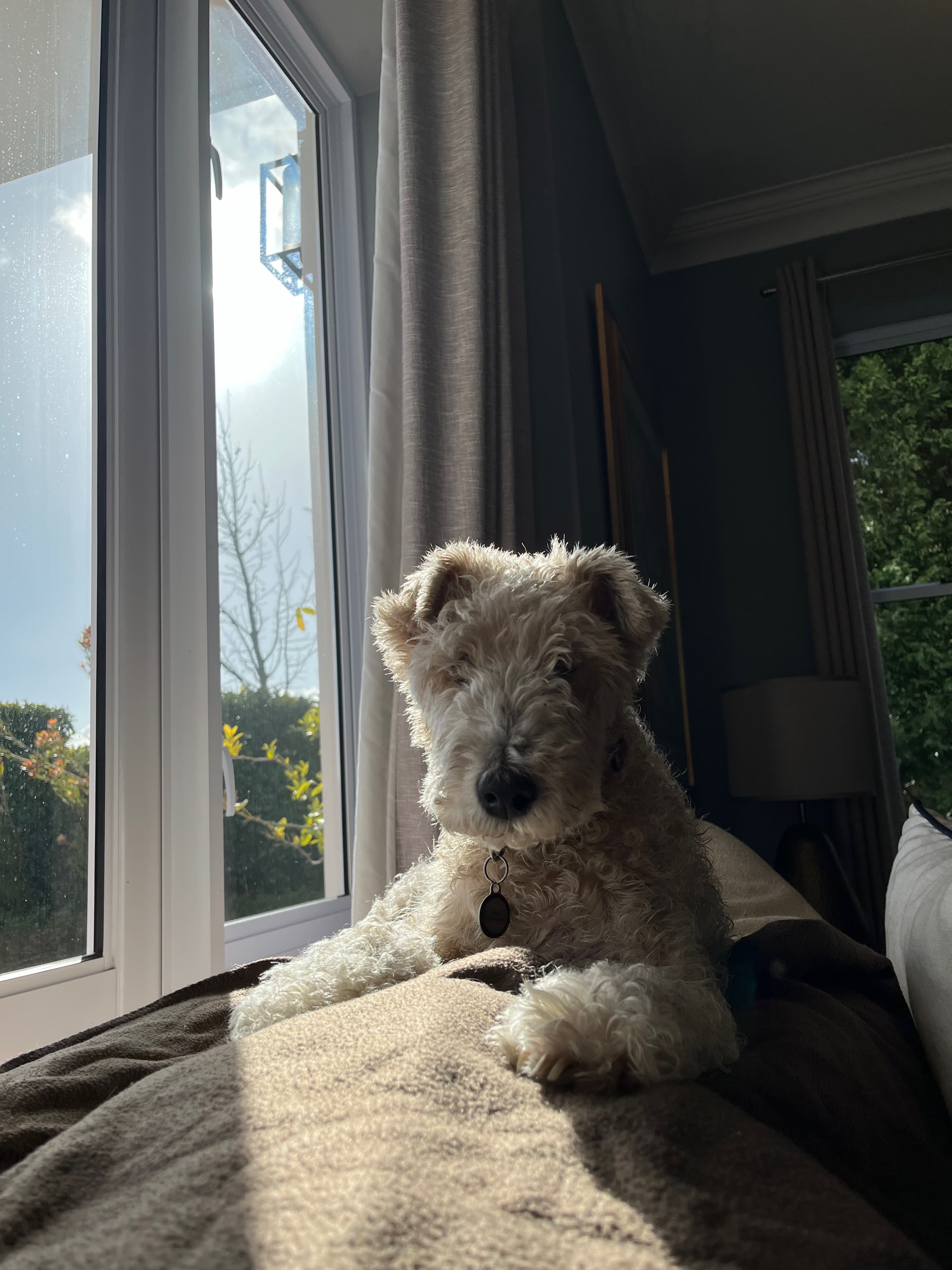 My terrier in his favourite window spot